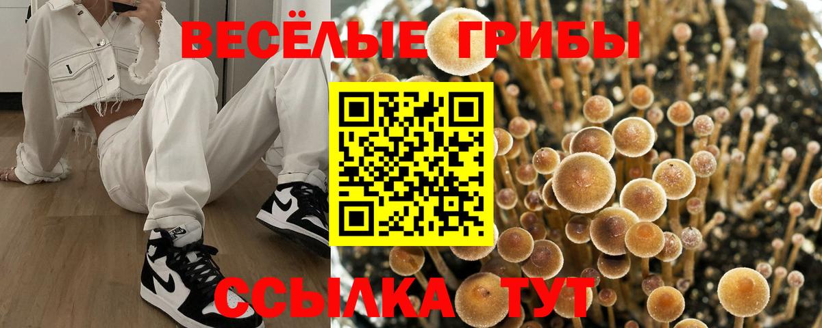 Псилоцибиновые грибы Psilocybe Топки